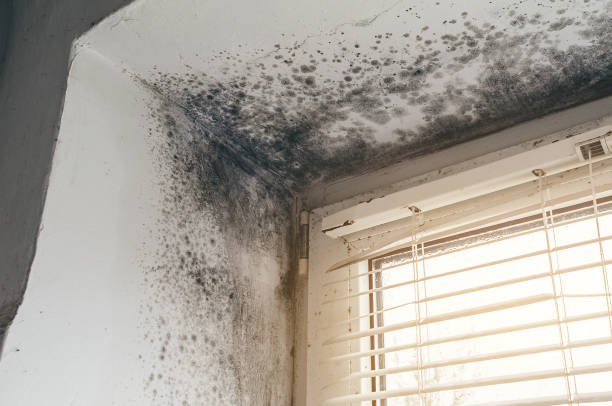 Affordable Black Mold Remediation solutions in Brunswick, GA